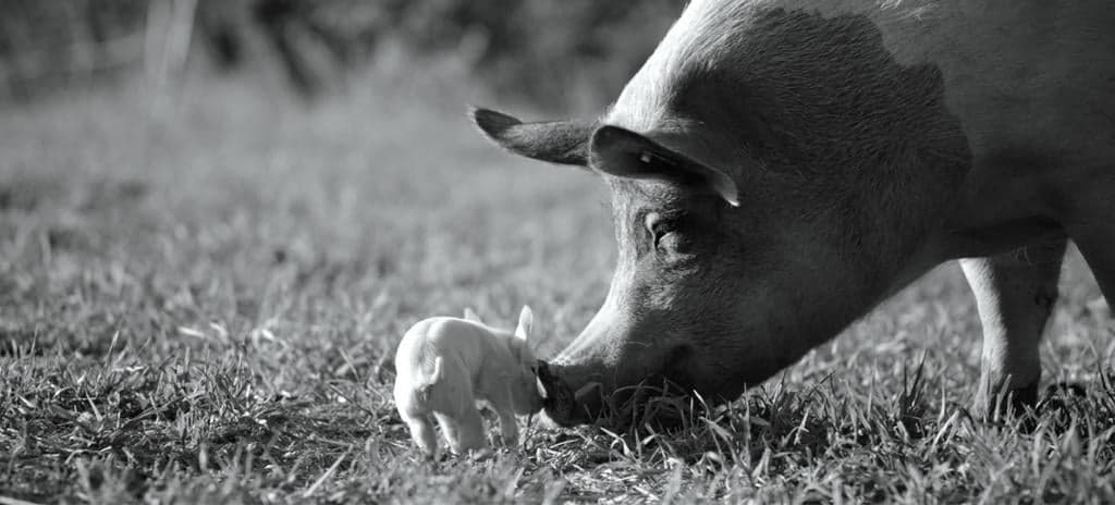 Délicieux Secret vous dévoile son merveilleux porc Ibérique 100% naturel