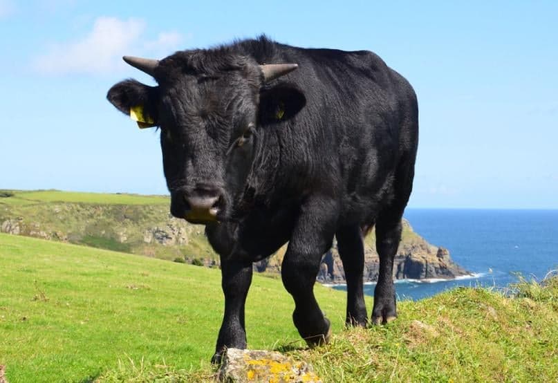 Délicieux secret met à lhonneur son produit star, le buf black Angus bio