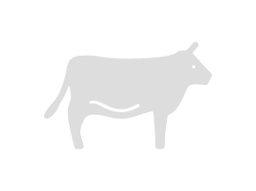 Boeuf Black Angus Bio