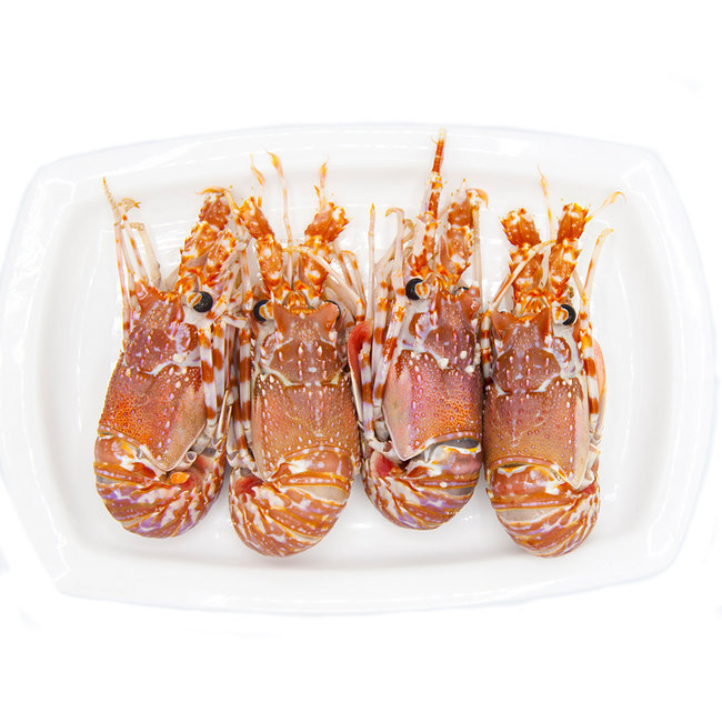 Langouste sauvage