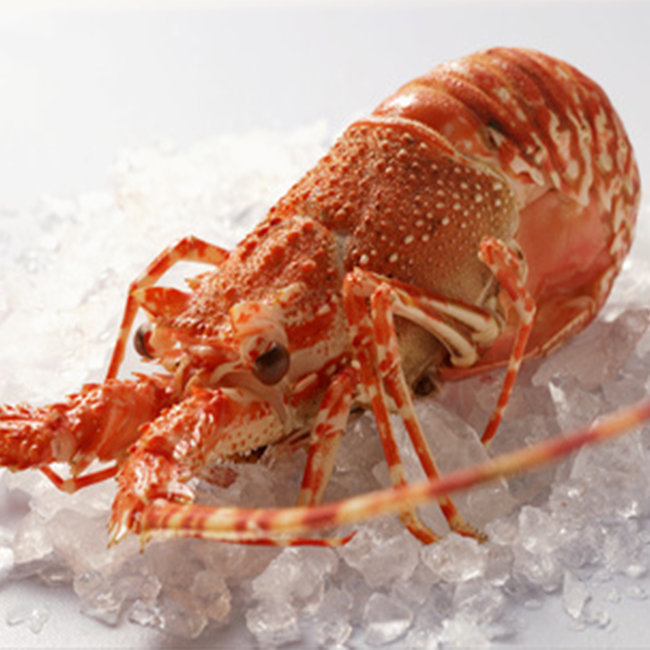 Langouste sauvage